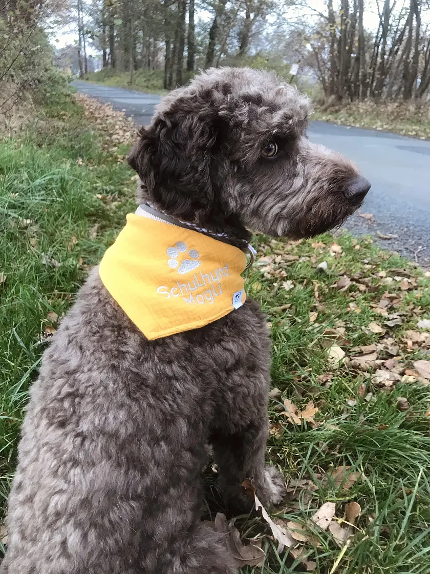 Schulhund Mogli
